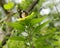 Natural photo: butterfly at the Botanic Garden Vietnam