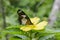 Natural photo: butterfly at the Botanic Garden Vietnam