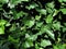 Natural photo texture. Closeup of ivy, botanical name Hedera, climbing evergreen plant, used as medicinal extract