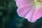 natural photographs of living wild flora mallow flowers light pink