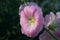 natural photographs of living wild flora mallow flowers light pink