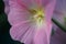 natural photographs of living wild flora mallow flowers light pink