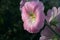 natural photographs of living wild flora mallow flowers light pink