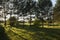 Natural picturesque spring morning shot of a beautiful grass field with sunshine shining through tall green pine trees, branches