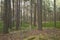 Natural pine forest in sweden