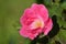 Natural pink Rosa gallica, the Gallic rose, French rose, or rose of Provins