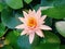Natural pink rosegold lotus is surrounded by green lotus leaves