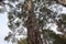 Natural Pinus roxburghii blooming tree picture-Pinus roxburghii-Evergreen Forest of Pine Trees