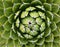 Natural plant background pattern of a spiraled rosette from a royal agave