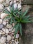 Natural plant, weed grow in the cracks of a garden of rocks stones and pebbles