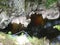 Natural pool, Randolphs Leap, Findhorn River, Scotland, UK