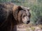 Natural portrait of a female grizzly bear