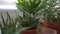 Natural potted houseplants on windowsill, green home plants and succulents