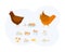 Natural poultry protein food elements set. Rooster, chicken, cooked and uncooked eggs
