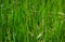 Natural Prairie Grass