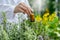 Natural Product Researcher Presenting Herbal Essential Oil.