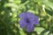 Natural purple flower Purple flower