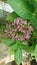 Natural purple and green color plants in the yard