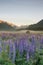 Natural purple lupin blossom with Mt.Cook background