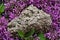 Natural Pyrite Cluster Specimen from Peru surrounded by purple lilac flower.