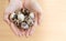 Natural quail eggs in asian woman hands on wooden background, Selective focus