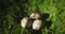 Natural quail eggs on green moss background in sunlight in Springtime. Close up video. Organic farming concept