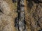 Natural quartz stripe running through sandstone rocks on the beach, with mussels in cracks.