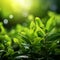 Natural radiance Green leaves with bokeh and sunlight background