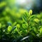 Natural radiance Green leaves with bokeh and sunlight background