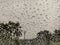 Natural rain droplets on a window with tree background