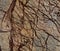 Natural Rain Forest Brown marble texture