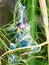 Natural rainbow - slime trail in fennel plant, but iridescent.