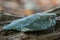 Natural raw Moss Agate specimen from Morocco on a tree bark in the forest