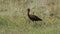 Natural Real Wild Brown Glossy Ibis with Long and Curved Beak