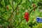 Natural Red chili Pepper with green background. Chilli is a fruit which belongs to Capsicum genus