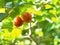 Natural red fresh organic home garden plant cherry on the tree