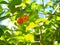Natural red fresh organic home garden plant cherry on the tree