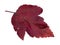 natural red leaf of ninebark (physocarpus) shrub