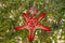 Natural red seastar on the beach