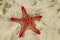 Natural red seastar laying on sand