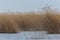 Natural reed belt with water and gray sky