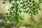 Natural reen leaves with blurred background.