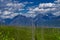 Natural Reforestation of the Lodgepole Pines