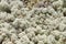 Natural reindeer moss