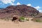 Natural reserve Quebrada de las Conchas en Argentina, the rock \