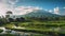 the natural rice fields of the island of Bali