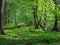 Natural riparian stand in spring sunset light