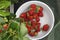 Natural ripe strawberries on bushes and in bowl while plucking berries on farm