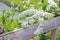 Natural roadside blossom wildflowers, grasses in Japan outdoor park