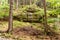 A natural rock formation in the centre of dense forest